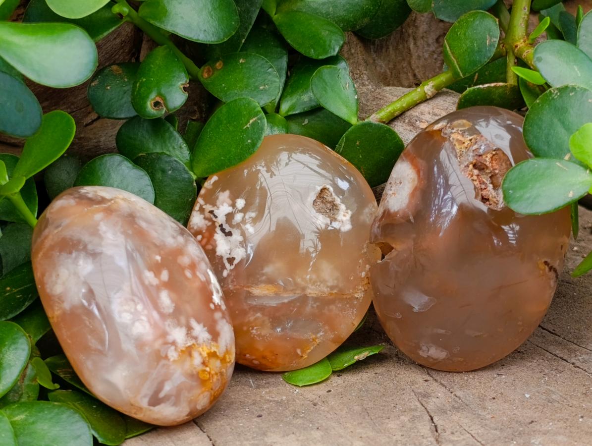 Polished Flower Agate Palm Stones x 24 From Antsahalova, Madagascar - Toprock Gemstones and Minerals 
