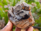 Natural Smokey Quartz Crystals x 12 From Mulanje, Malawi - Toprock Gemstones and Minerals 