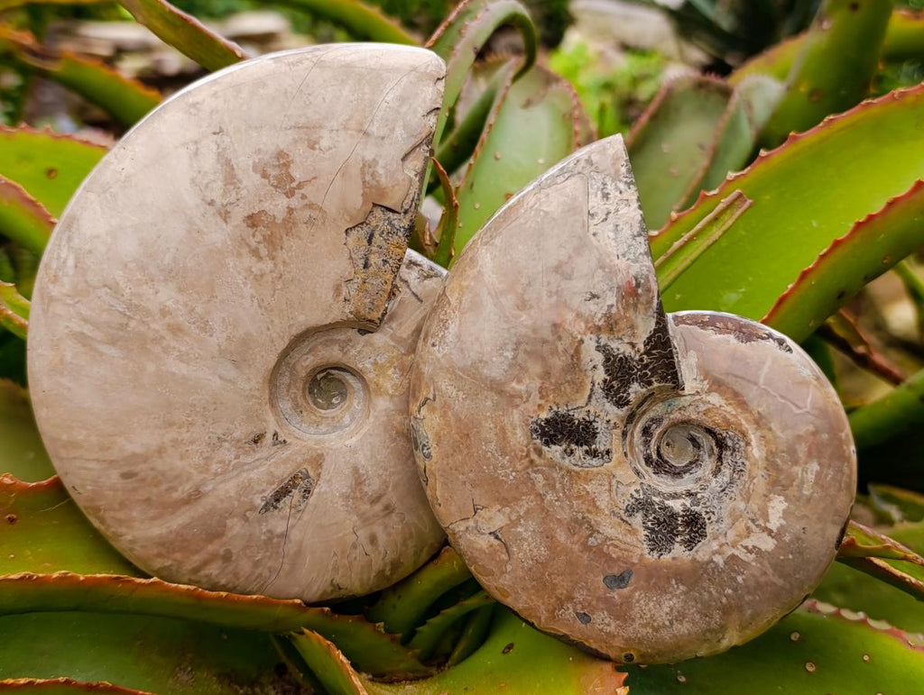 Polished Cleoniceras Ammonite Fossils x 2 From Tulear, Madagascar - Toprock Gemstones and Minerals 