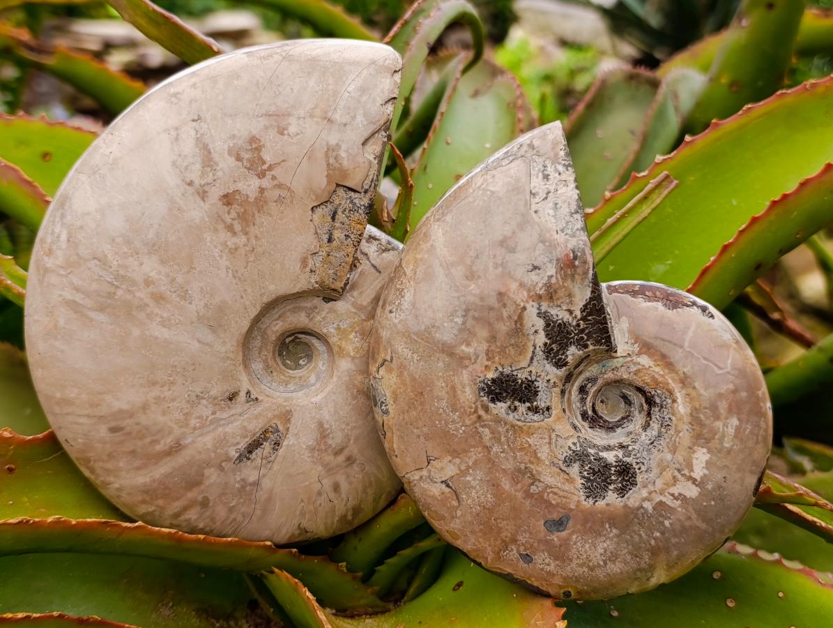 Polished Cleoniceras Ammonite Fossils x 2 From Tulear, Madagascar - Toprock Gemstones and Minerals 