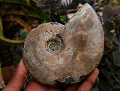 Polished Cleoniceras Ammonite Fossils x 2 From Tulear, Madagascar - Toprock Gemstones and Minerals 