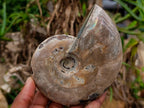 Polished Cleoniceras Ammonite Fossils x 2 From Tulear, Madagascar - Toprock Gemstones and Minerals 