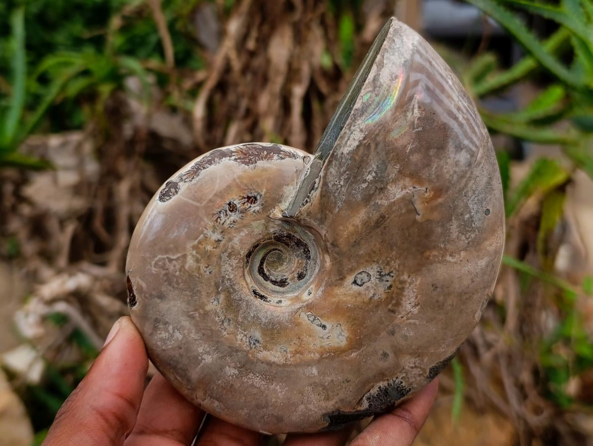 Polished Cleoniceras Ammonite Fossils x 2 From Tulear, Madagascar - Toprock Gemstones and Minerals 