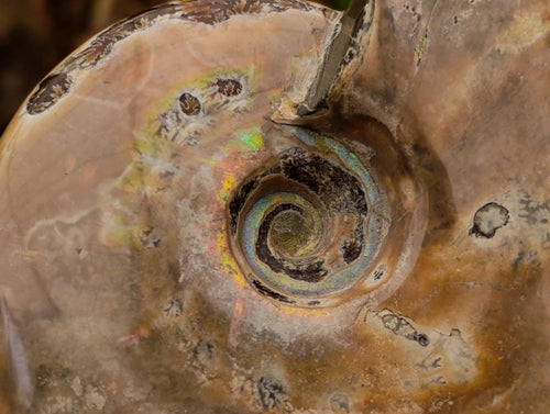 Polished Cleoniceras Ammonite Fossils x 2 From Tulear, Madagascar - Toprock Gemstones and Minerals 