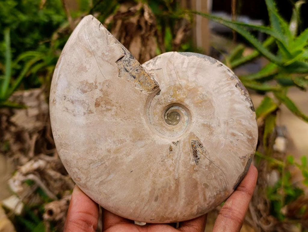 Polished Cleoniceras Ammonite Fossils x 2 From Tulear, Madagascar - Toprock Gemstones and Minerals 