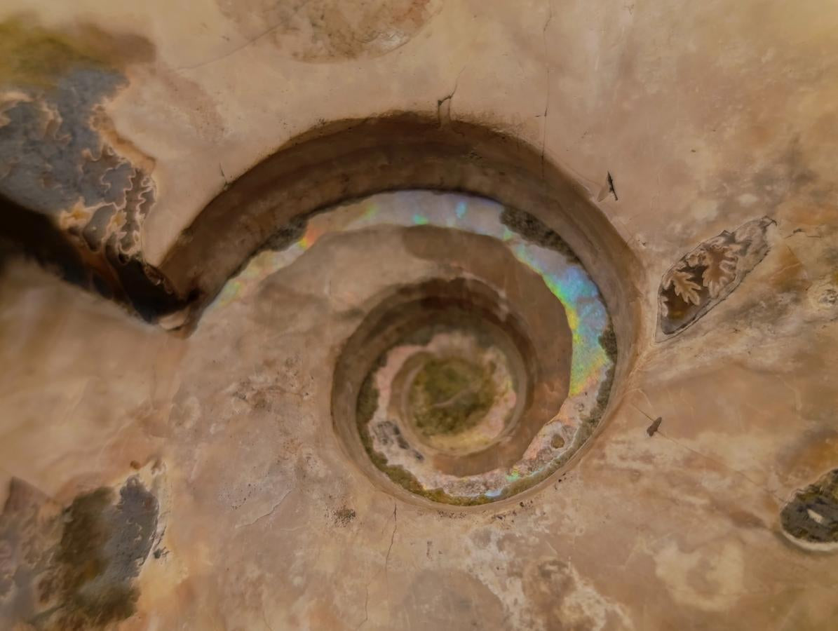 Polished Cleoniceras Ammonite Fossils x 2 From Tulear, Madagascar - Toprock Gemstones and Minerals 
