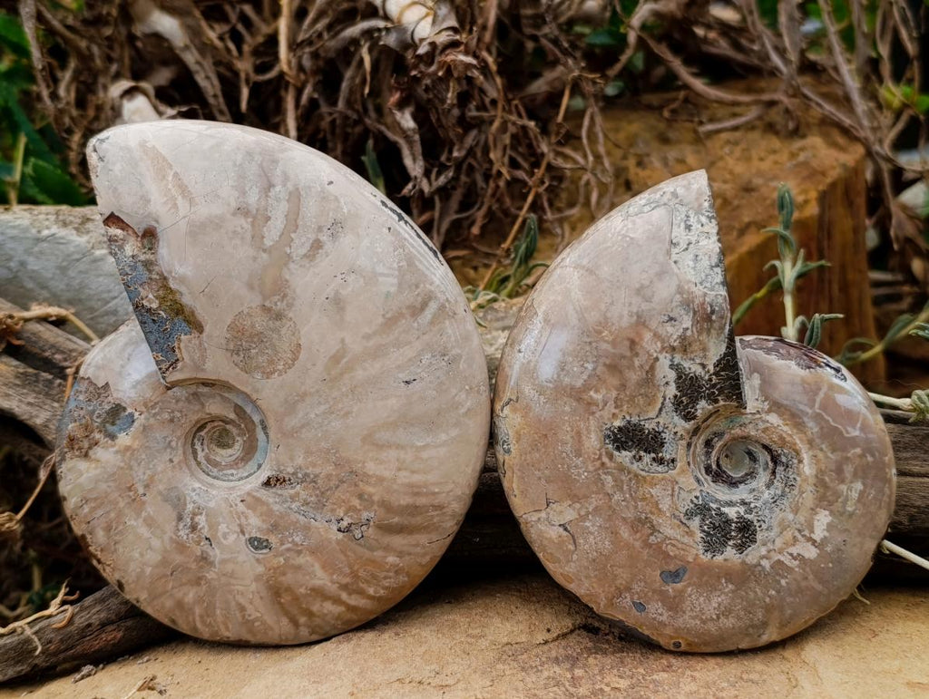 Polished Cleoniceras Ammonite Fossils x 2 From Tulear, Madagascar - Toprock Gemstones and Minerals 
