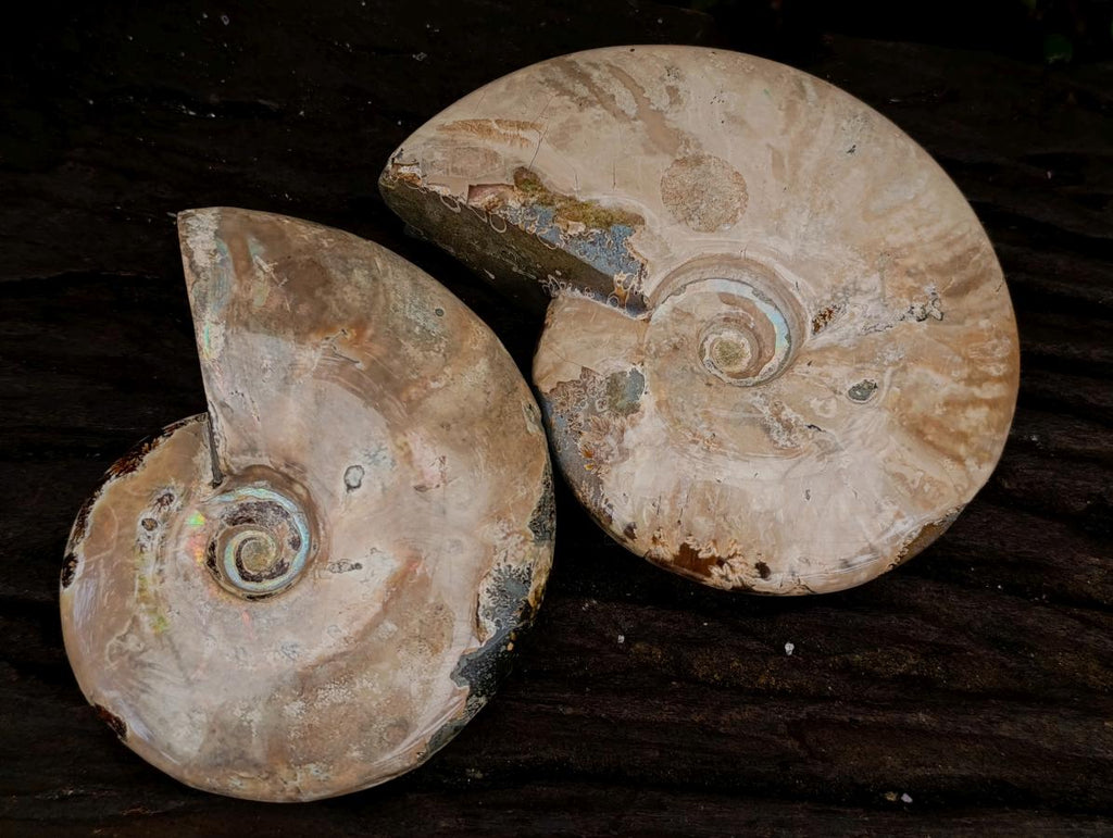 Polished Cleoniceras Ammonite Fossils x 2 From Tulear, Madagascar - Toprock Gemstones and Minerals 