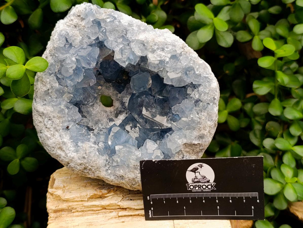 Natural Large Blue Celestite Geode Specimen x 1 From Sakoany, Madagascar - Toprock Gemstones and Minerals 
