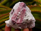 Natural Pink Rubellite Tourmaline Specimens x 6 From Karibib, Namibia - Toprock Gemstones and Minerals 