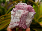 Natural Pink Rubellite Tourmaline Specimens x 6 From Karibib, Namibia - Toprock Gemstones and Minerals 