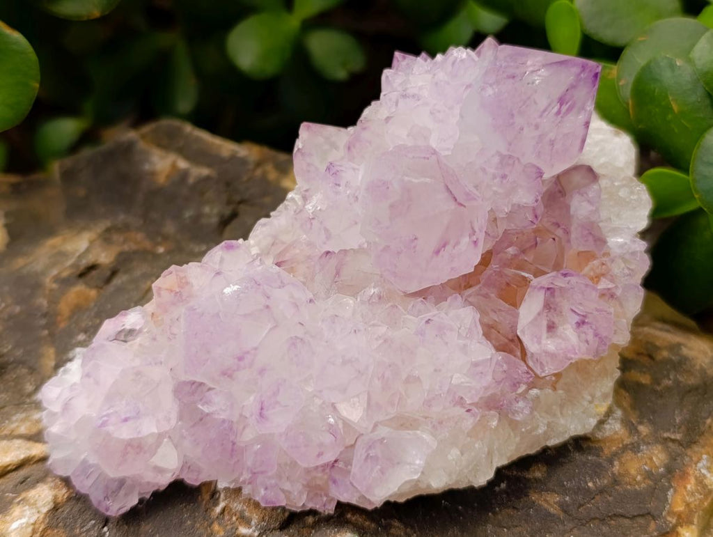 Natural Cactus Flower Amethyst Spirit Quartz Clusters x 4 From South Africa - Toprock Gemstones and Minerals 