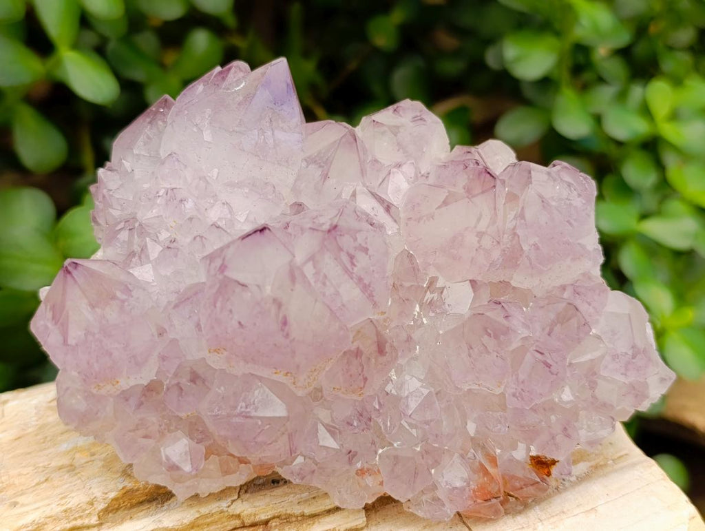 Natural Cactus Flower Amethyst Spirit Quartz Clusters x 4 From South Africa - Toprock Gemstones and Minerals 