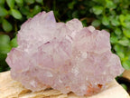 Natural Cactus Flower Amethyst Spirit Quartz Clusters x 4 From South Africa - Toprock Gemstones and Minerals 
