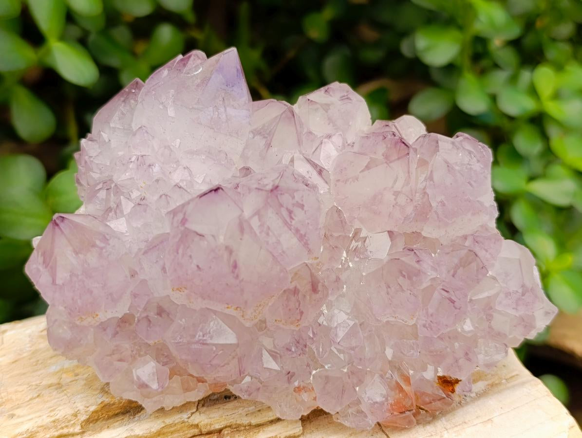 Natural Cactus Flower Amethyst Spirit Quartz Clusters x 4 From South Africa - Toprock Gemstones and Minerals 