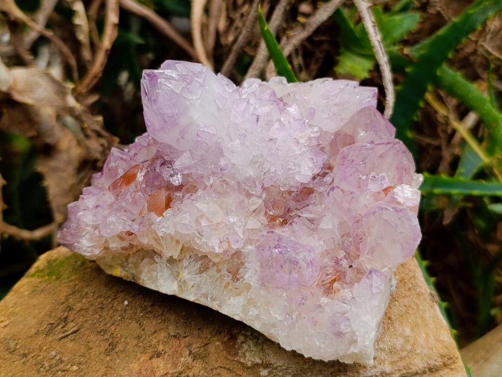 Natural Cactus Flower Amethyst Spirit Quartz Clusters x 4 From South Africa - Toprock Gemstones and Minerals 