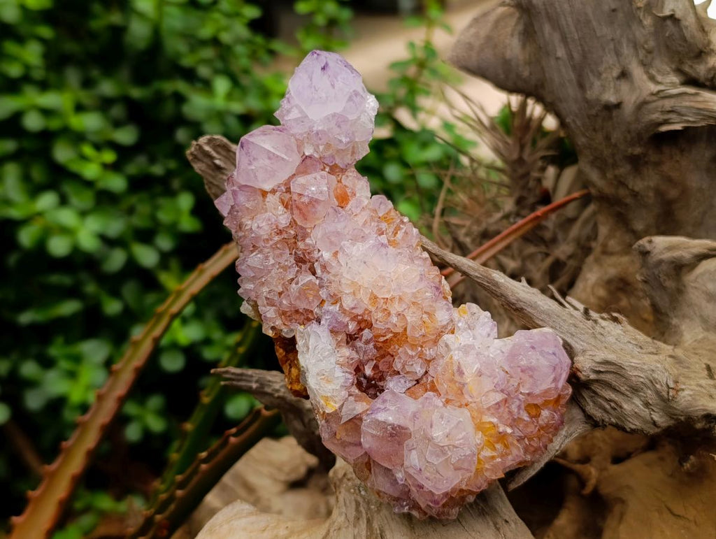 Natural Cactus Flower Amethyst Spirit Quartz Clusters x 4 From South Africa - Toprock Gemstones and Minerals 