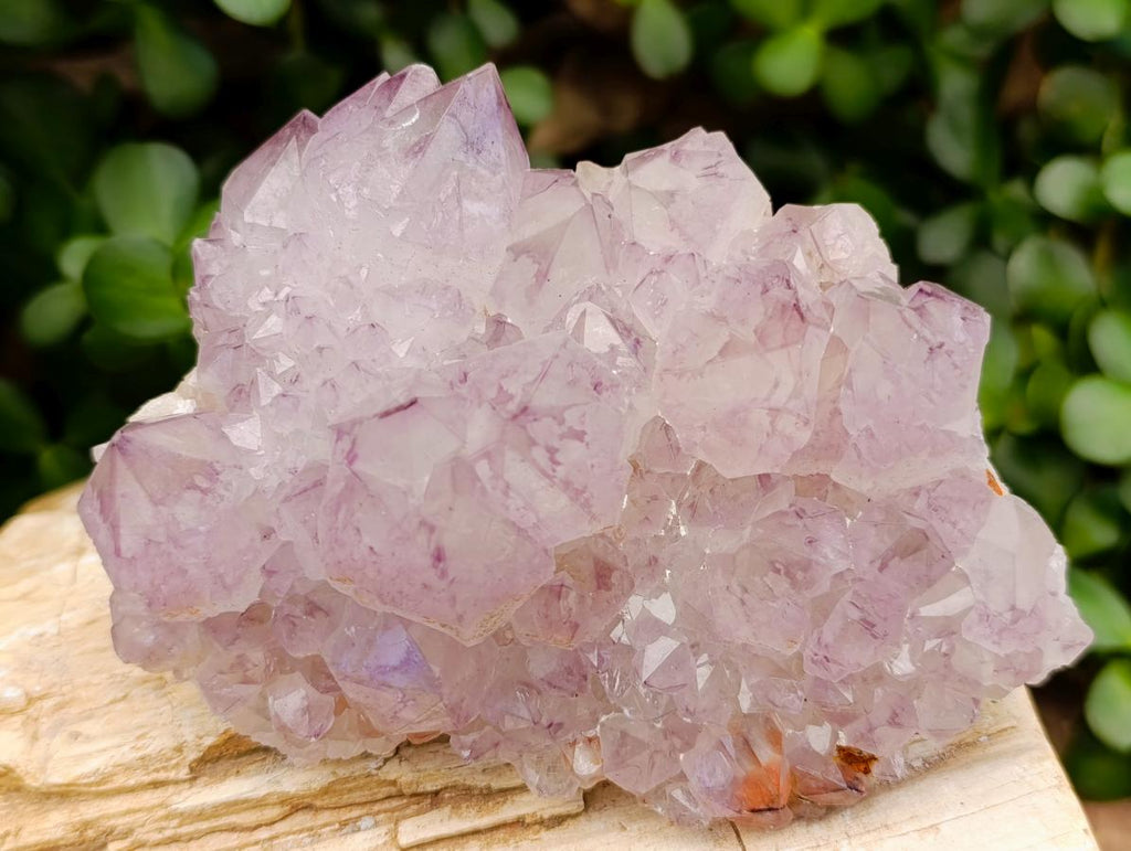 Natural Cactus Flower Amethyst Spirit Quartz Clusters x 4 From South Africa - Toprock Gemstones and Minerals 