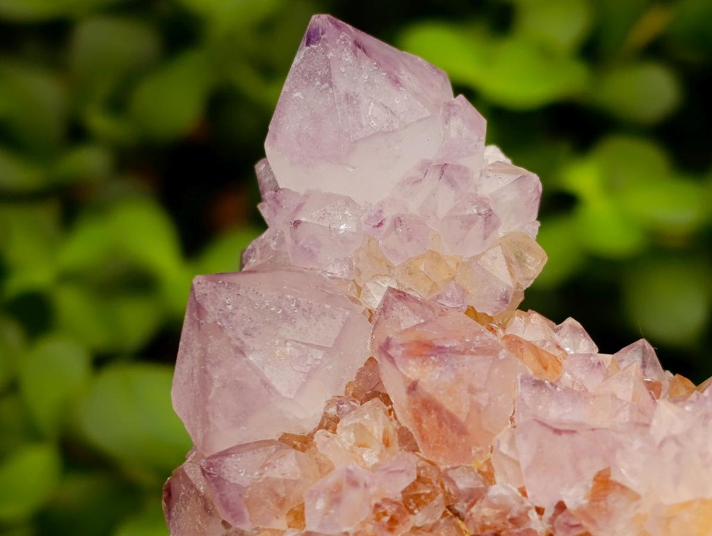 Natural Cactus Flower Amethyst Spirit Quartz Clusters x 4 From South Africa - Toprock Gemstones and Minerals 