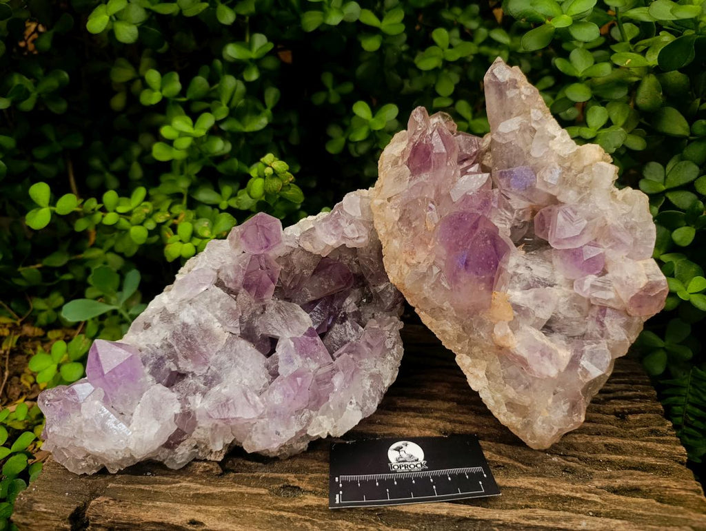 Natural Jacaranda Amethyst Clusters x 2 From Mumbwa, Zambia - Toprock Gemstones and Minerals 