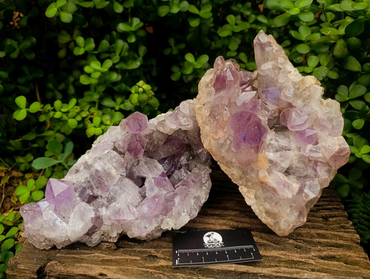 Natural Jacaranda Amethyst Clusters x 2 From Mumbwa, Zambia - Toprock Gemstones and Minerals 