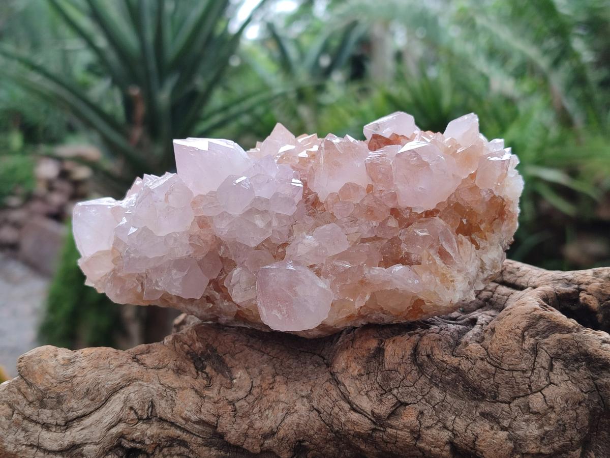 Natural Amethyst and Ametrine Spirit Clusters x 2 From Boekenhouthoek, South Africa - Toprock Gemstones and Minerals 