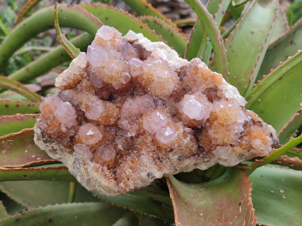 Natural Amethyst and Ametrine Spirit Clusters x 2 From Boekenhouthoek, South Africa - Toprock Gemstones and Minerals 