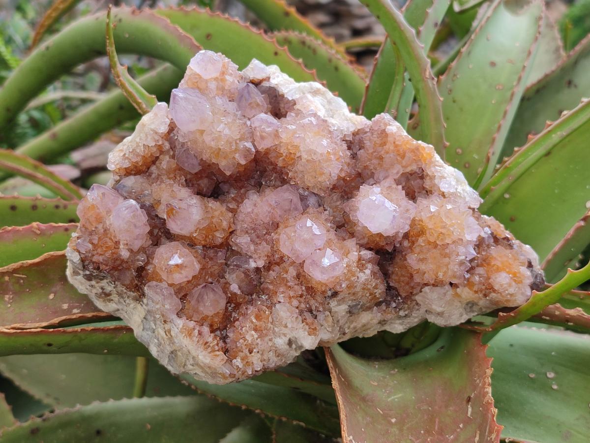 Natural Amethyst and Ametrine Spirit Clusters x 2 From Boekenhouthoek, South Africa - Toprock Gemstones and Minerals 