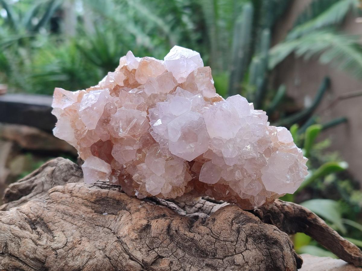 Natural Amethyst and Ametrine Spirit Clusters x 2 From Boekenhouthoek, South Africa - Toprock Gemstones and Minerals 
