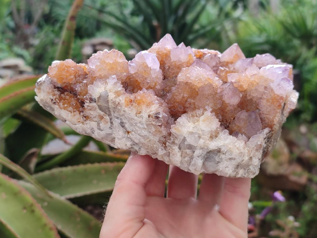 Natural Amethyst and Ametrine Spirit Clusters x 2 From Boekenhouthoek, South Africa - Toprock Gemstones and Minerals 