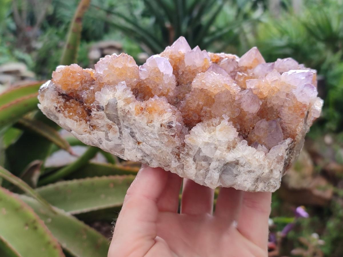 Natural Amethyst and Ametrine Spirit Clusters x 2 From Boekenhouthoek, South Africa - Toprock Gemstones and Minerals 