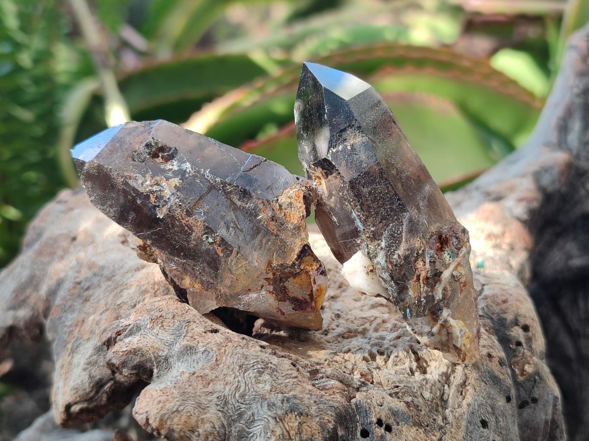 Natural Smokey Quartz Crystals x 24 From Mulanje, Malawi - Toprock Gemstones and Minerals 