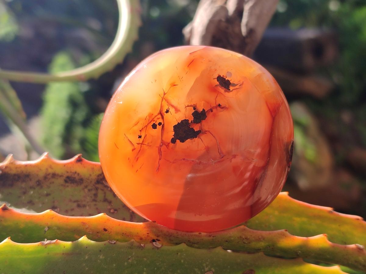 Polished Carnelian Agate Gemstone Galets x 24 From Madagascar - Toprock Gemstones and Minerals 