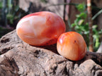 Polished Carnelian Agate Gemstone Galets x 24 From Madagascar - Toprock Gemstones and Minerals 
