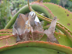 Natural Smokey Quartz Crystals x 72 From Mulanje, Malawi - Toprock Gemstones and Minerals 