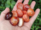 Polished Carnelian Agate Gemstone Wire Wrap Jewellery Free Forms x 70 From Madagascar - Toprock Gemstones and Minerals 