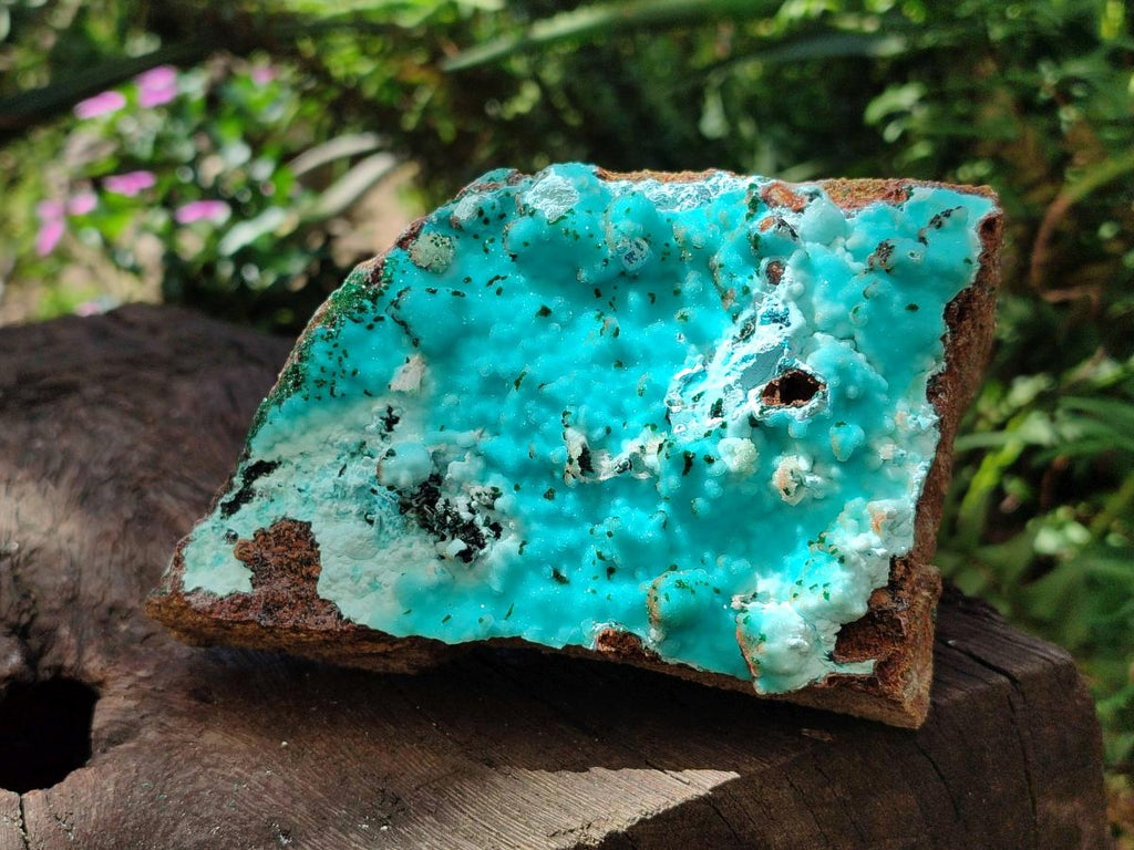 Natural Large Drusy Coated Chrysocolla with Malachite Specimen x 1 From Lupoto Mine, Congo - Toprock Gemstones and Minerals 