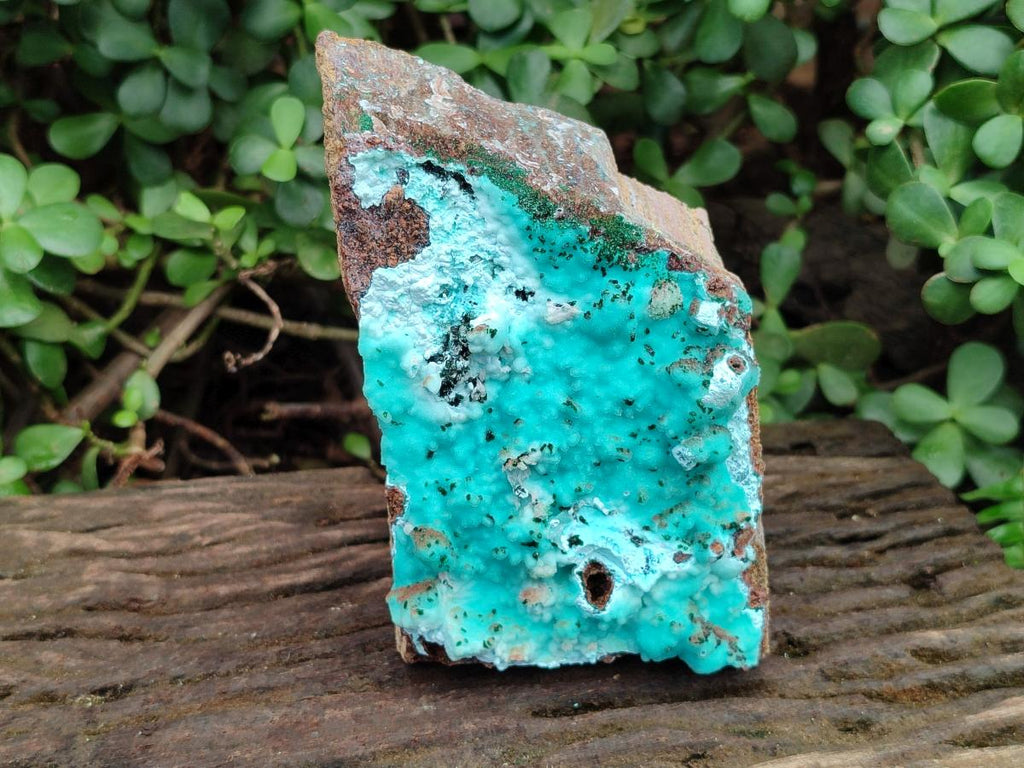 Natural Large Drusy Coated Chrysocolla with Malachite Specimen x 1 From Lupoto Mine, Congo - Toprock Gemstones and Minerals 