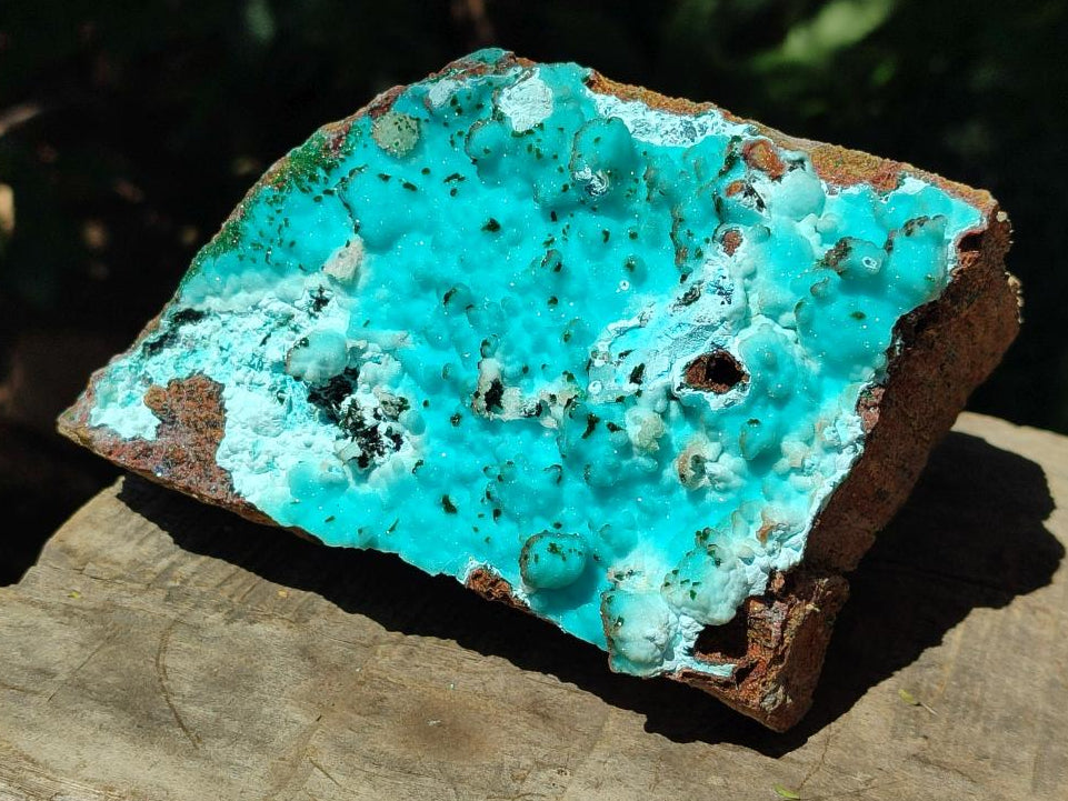 Natural Large Drusy Coated Chrysocolla with Malachite Specimen x 1 From Lupoto Mine, Congo - Toprock Gemstones and Minerals 