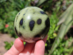 Polished Leopard Stone Spheres x 6 From Zimbabwe - Toprock Gemstones and Minerals 
