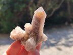 Natural Limonite Fairy Spirit Quartz Clusters x 12 From Boekenhouthoek, South Africa - Toprock Gemstones and Minerals 