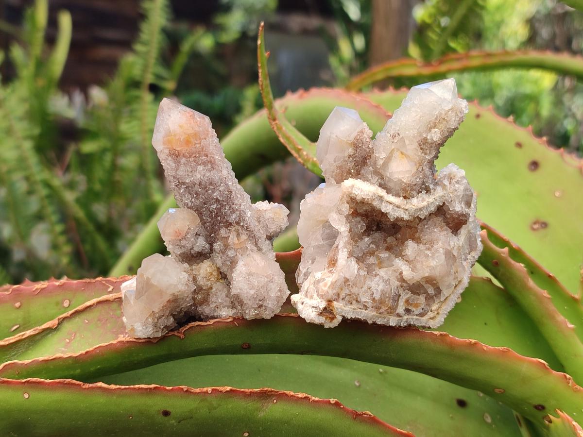 Natural Limonite Fairy Spirit Quartz Clusters x 12 From Boekenhouthoek, South Africa - Toprock Gemstones and Minerals 