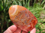 Polished Carnelian Agate Gemstone Standing Free Forms x 6 From Madagascar - Toprock Gemstones and Minerals 