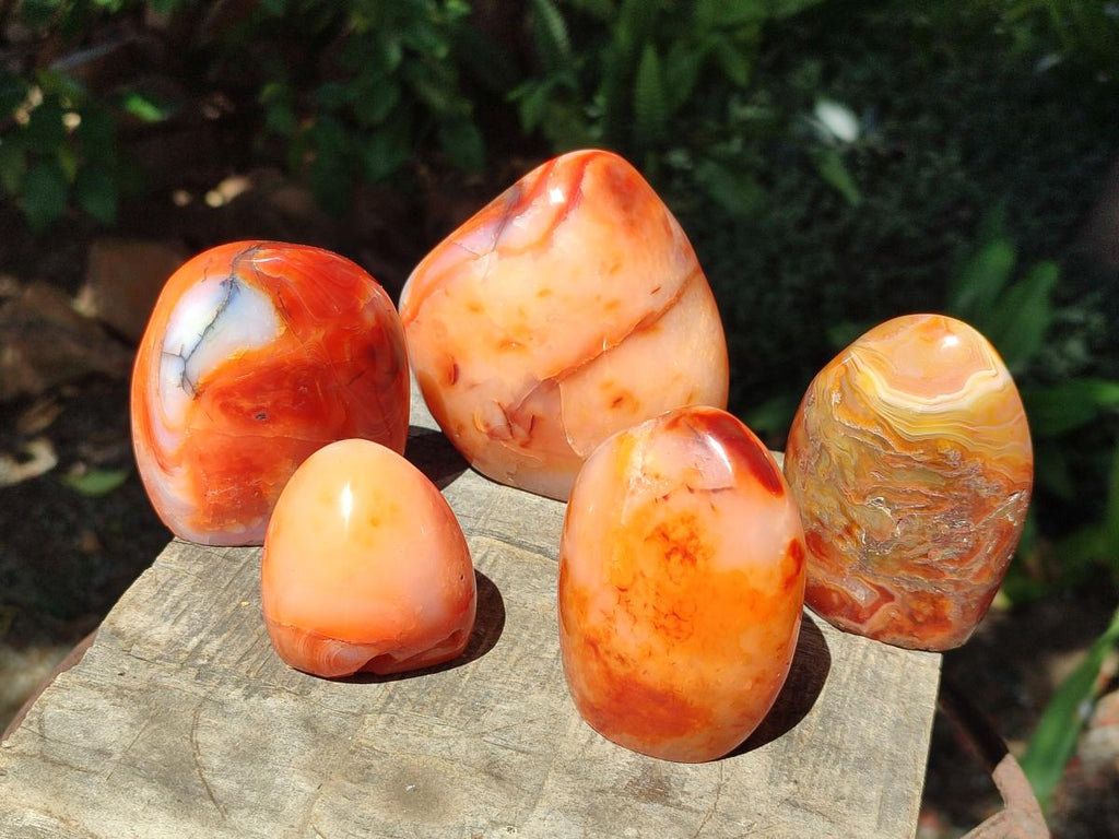Polished Carnelian Agate Gemstone Standing Free Forms x 6 From Madagascar - Toprock Gemstones and Minerals 