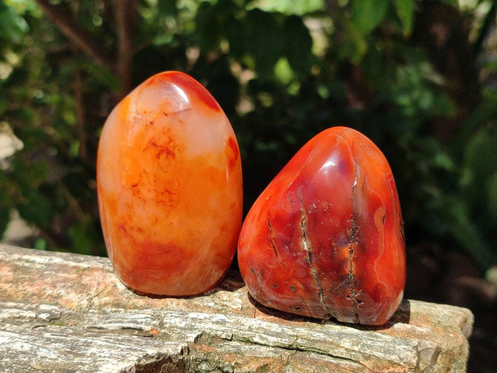 Polished Carnelian Agate Gemstone Standing Free Forms x 6 From Madagascar - Toprock Gemstones and Minerals 