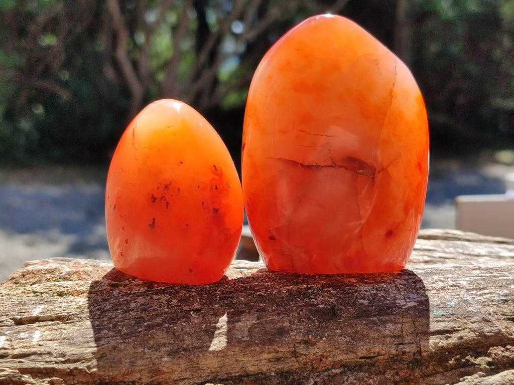 Polished Carnelian Agate Gemstone Standing Free Forms x 6 From Madagascar - Toprock Gemstones and Minerals 