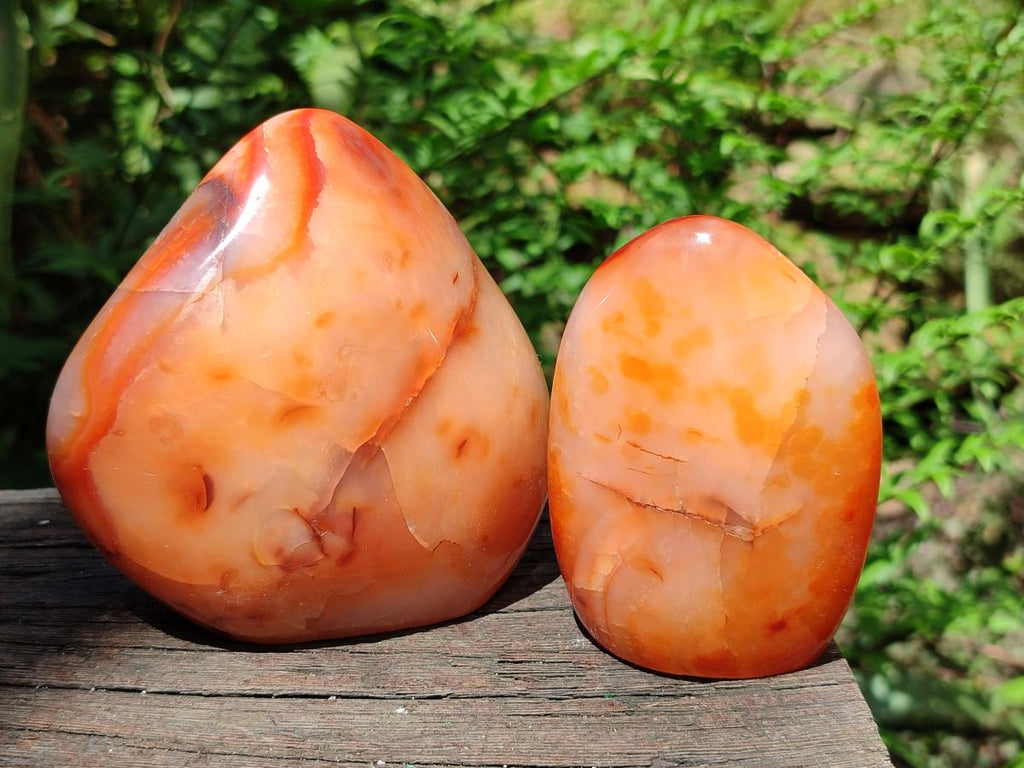 Polished Carnelian Agate Gemstone Standing Free Forms x 6 From Madagascar - Toprock Gemstones and Minerals 