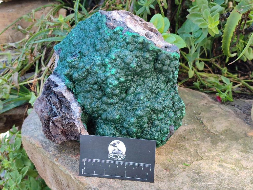 Natural XL Botryoidal Crystalline Ball Malachite On Dolomite Specimen x 1 From Mindingi Mine, Kambove, Congo - Toprock Gemstones and Minerals 