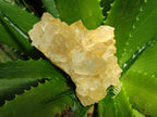 Natural Golden Limonite Quartz Clusters x 6 From Solwezi Zambia - Toprock Gemstones and Minerals 