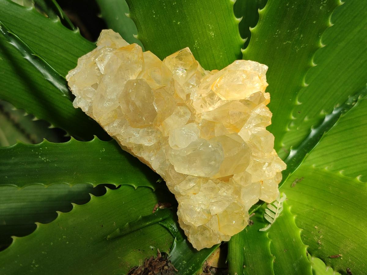 Natural Golden Limonite Quartz Clusters x 6 From Solwezi Zambia - Toprock Gemstones and Minerals 